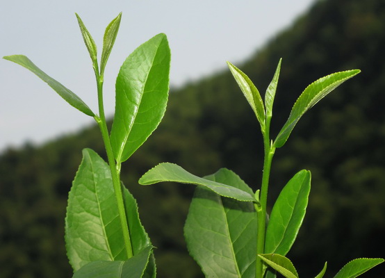 各种茶叶鉴别方法