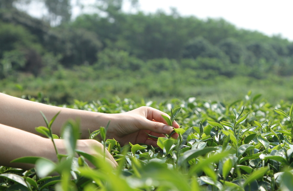 巴金老舍郭沫若的茶趣三则