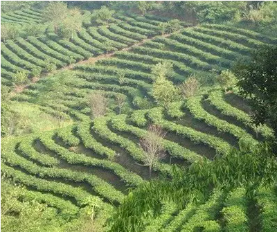 普洱茶茶苗