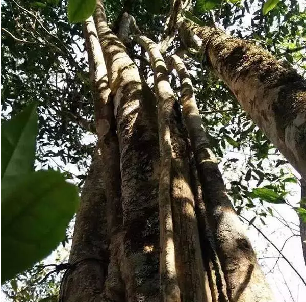 茶树_普洱茶