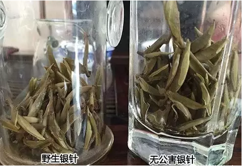 野生白茶