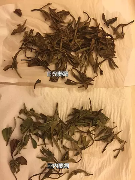 两种茶底