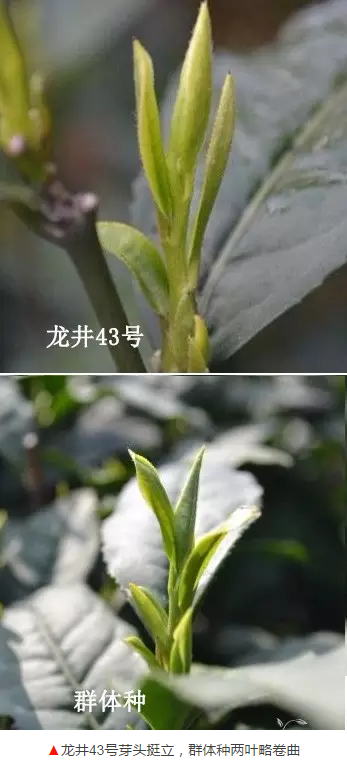 龙井绿茶