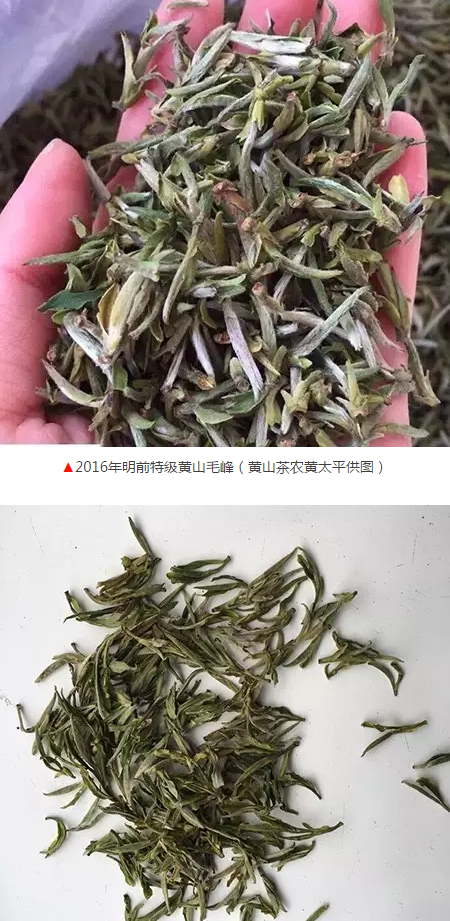 毛峰干茶