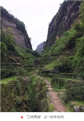 武夷山茶园