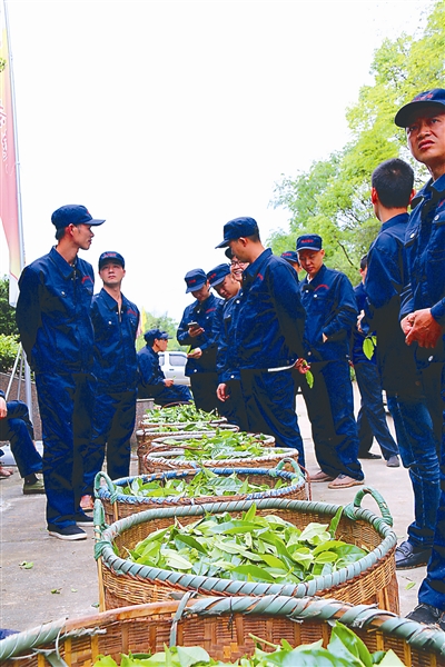 比赛采用的水仙茶青来自同一个山场