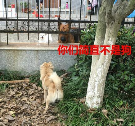 光头男猥亵少女大骂乘客，遭围殴瞬间求饶，嚣张不过三分钟