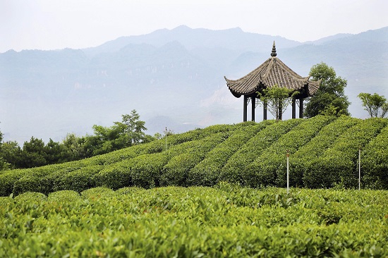 种着上千亩宁强雀舌茶的宁强千山茶园